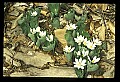 01001-00167-White Flowers-Bloodroot.jpg