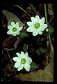 01001-00168-White Flowers-Rue Anemone.jpg