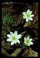 01001-00169-White Flowers-Rue Anemone.jpg