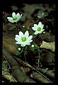 01001-00170-White Flowers-Rue Anemone.jpg
