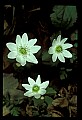 01001-00171-White Flowers-Rue Anemone.jpg