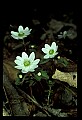 01001-00172-White Flowers-Rue Anemone.jpg