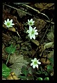 01001-00173-White Flowers-Rue Anemone.jpg