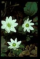01001-00174-White Flowers-Rue Anemone.jpg