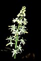 01001-00175-White Flowers-Foamflower.jpg