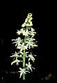01001-00176-White Flowers-Foamflower.jpg