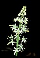 01001-00177-White Flowers-Foamflower.jpg
