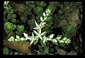 01001-00179-White Flowers-Wild Stonecrop.jpg