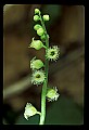01001-00180-White Flowers-Mitrewort or Bishop's Cap.jpg