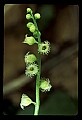 01001-00181-White Flowers-Mitrewort or Bishop's Cap.jpg