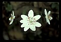 01001-00182-White Flowers.jpg