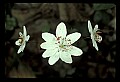 01001-00184-White Flowers.jpg