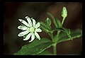 01001-00187-White Flowers-Great Chickweed.jpg