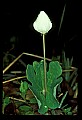01001-00188-White Flowers-Bloodroot.jpg