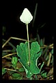 01001-00189-White Flowers-Bloodroot.jpg