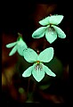 01001-00190-White Flowers.jpg
