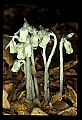 01001-00191-White Flowers-Indian Pipe.jpg