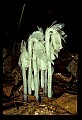 01001-00192-White Flowers-Indian Pipe.jpg