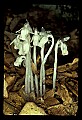 01001-00194-White Flowers-Indian Pipe.jpg