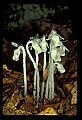 01001-00195-White Flowers-Indian Pipe.jpg
