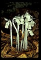 01001-00196-White Flowers-Indian Pipe.jpg