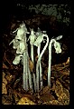 01001-00197-White Flowers-Indian Pipe.jpg