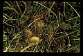 01001-00201-White Flowers-Round-leaved Sundew.jpg