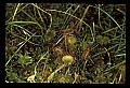 01001-00202-White Flowers-Round-leaved Sundew.jpg