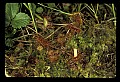 01001-00204-White Flowers-Round-leaved Sundew.jpg