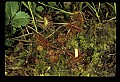 01001-00205-White Flowers-Round-leaved Sundew.jpg