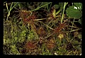 01001-00206-White Flowers-Round-leaved Sundew.jpg