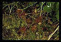 01001-00207-White Flowers-Round-leaved Sundew.jpg