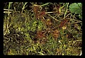01001-00208-White Flowers-Round-leaved Sundew.jpg