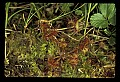 01001-00209-White Flowers-Round-leaved Sundew.jpg