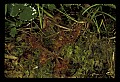 01001-00210-White Flowers-Round-leaved Sundew.jpg