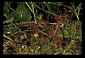 01001-00211-White Flowers-Round-leaved Sundew.jpg