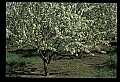 01001-00216-White Flowers-Cherry Blossoms.jpg