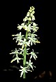 01001-00219-White Flowers-Foamflower.jpg
