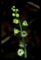 01001-00220-White Flowers-Mitrewort, Bishop's Cap.jpg