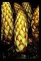 01001-00221-White Flowers-Squawroot.jpg