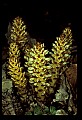 01001-00222-White FlowersSquawroot.jpg