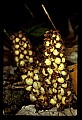 01001-00223-White FlowersSquawroot.jpg
