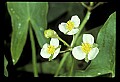 01001-00225-White Flowers-Arrow-head.jpg