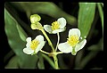01001-00226-White Flowers-Arrow-head.jpg