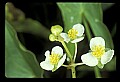 01001-00227-White Flowers-Arrow-head.jpg