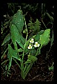 01001-00229-White Flowers-Arrow-head.jpg