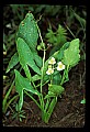 01001-00230-White Flowers-Arrow-head.jpg