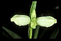 01001-00231-White Flowers-Turtlehead.jpg