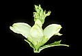 01001-00233-White Flowers-Turtlehead.jpg