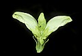 01001-00234-White Flowers-Turtlehead.jpg